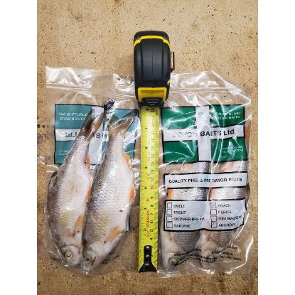 Picture of DEVON BAITS Deadbait Roach 2 Pack